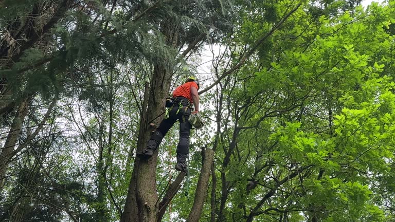 Best Arborist Consultation Services  in Shorewood Hills, WI