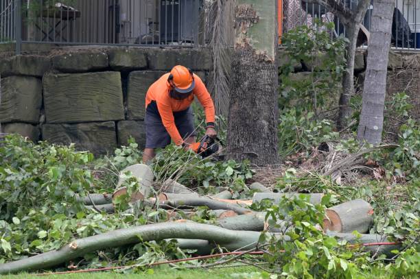 Best Firewood Processing and Delivery  in Shorewood Hills, WI